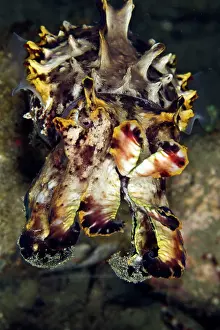 Metasepia: Pfeffer's Flamboyant Cuttlefish