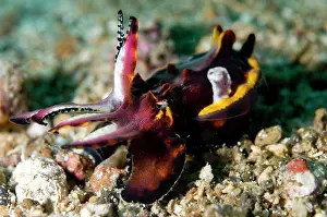 Metasepia: Pfeffer's Flamboyant Cuttlefish