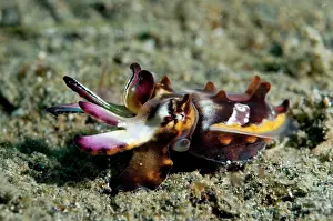 Defensive: Pfeffer's Flamboyant Cuttlefish