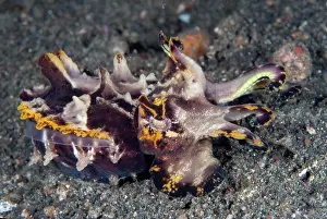 Hunt: Pfeffer's Flamboyant Cuttlefish