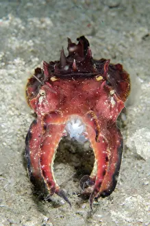 Strait: Pfeffer's Flamboyant Cuttlefish