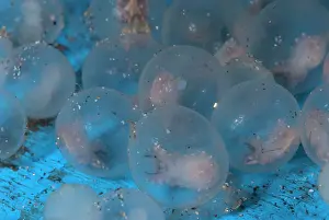 Metasepia: Pfeffer's Flamboyant Cuttlefish eggs