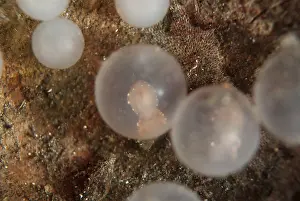 Metasepia: Pfeffer's Flamboyant Cuttlefish - embryo in egg