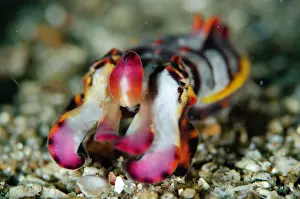 Hunt: Pfeffer's Flamboyant Cuttlefish hunting