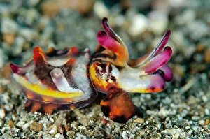 Hunt: Pfeffer's Flamboyant Cuttlefish hunting
