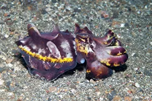 Metasepia: Pfeffers Flamboyant Cuttlefish hunting - Pantai