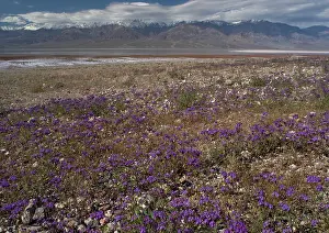 Phacelias: Phacelia - mass on the shores of the Death Valley