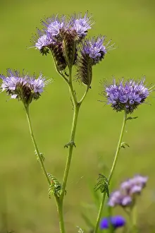 Naturalised: Phacelia - native in USA but widely grown as bee