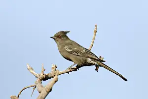 Nitens: Phainopepla