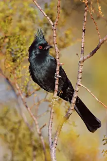 Nitens: Phainopepla