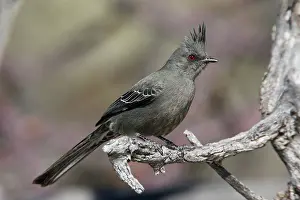 Nitens: Phainopepla