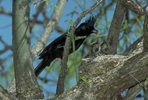 Nitens: Phainopepla