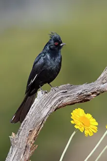 Nitens: Phainopepla - adult male