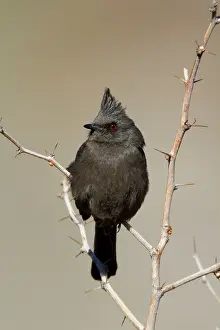 Nitens: Phainopepla - female