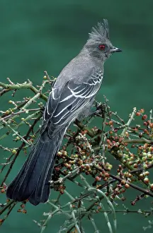 Nitens: Phainopepla female