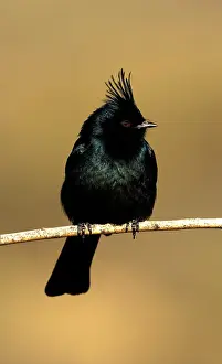 Nitens: Phainopepla - Male