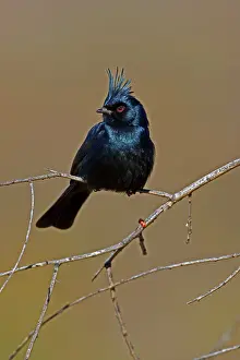 Nitens: Phainopepla - Male