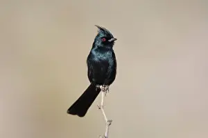 Nitens: Phainopepla - male
