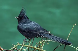 Nitens: Phainopepla male