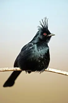 Found: Phainopepla (Phainopepla nitens) - Male - Arizona