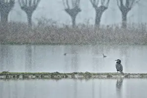 Phalacrocoracidae: Phalacrocorax carbo Phalacrocoracidae Phalacroco