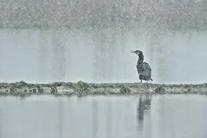 Phalacrocoracidae: Phalacrocorax carbo Phalacrocoracidae Phalacroco