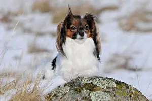 Bitch: Phalene, Continental Toy Spaniel, Epagneul Nain