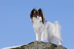Bitch: Phalene, Continental Toy Spaniel, Epagneul Nain