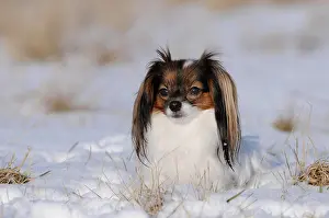 Bitch: Phalene, Continental Toy Spaniel, Epagneul Nain