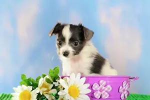 Internal: Phalene or Continental Toy Spaniel puppy sitting