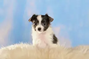 Internal: Phalene or Continental Toy Spaniel puppy sitting