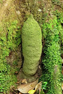 Genitalia: Phallus Termite