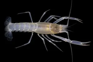 Blind: Phantom Cave Crayfish