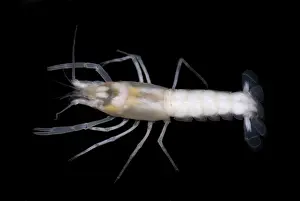 Blind: Phantom Cave Crayfish