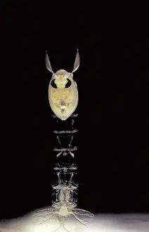 Phantom: Phantom Midge Pupa