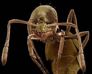 Pharaonis: Pharaoh Ant