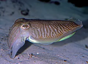 Pharaonis: Pharaoh Cuttlefish - warm waters