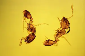 Pharaonis: Pharaoh's Ants