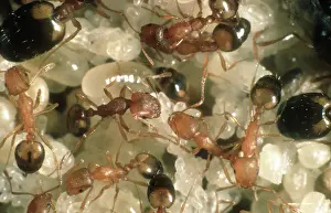 Worker: Pharaoh's ants