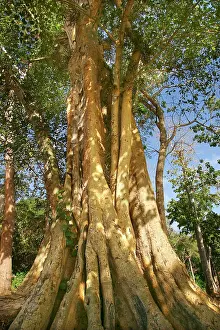 Figs: Pharaoh's Fig