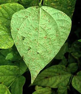 Pustule: Phaseolus bean rust