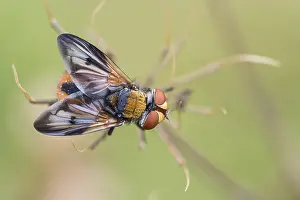 281019: Phasia aurigera (Phasia aurigera), Hesse, Germany
