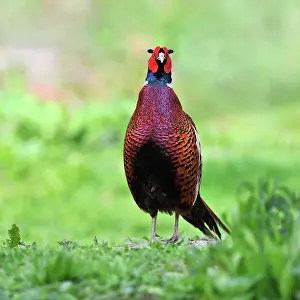 Colchicus: Pheasant on a abuts land in a meadow at bird park