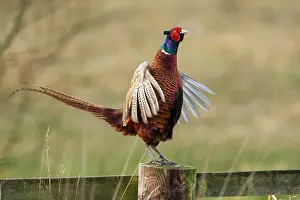 Outstretched: Pheasant adult male on fence displaying winter
