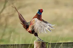 Outstretched: Pheasant adult male on fence displaying winter