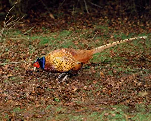Mark Walker: Pheasant - in autumn woodland - UK