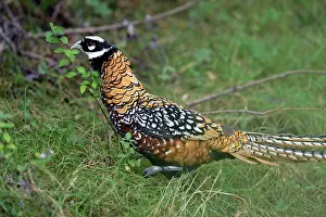 Reevess: Pheasant breeding unleashed on banks of the Loire