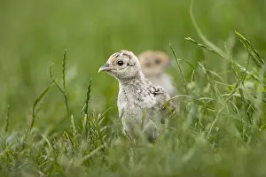 120219: Pheasant - Chick - Cambridgeshire - UK