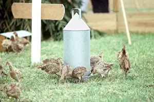 Pheasants: PHEASANT - around chick feeder