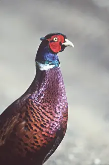 Neck: PHEASANT - close-up of head and neck